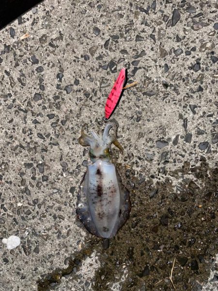 やっと秋が訪れました！