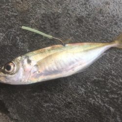 寒さに耐えてアジ