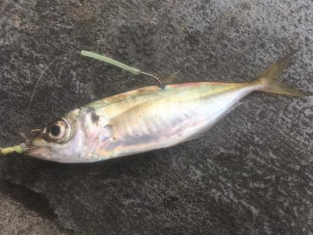 寒さに耐えてアジ