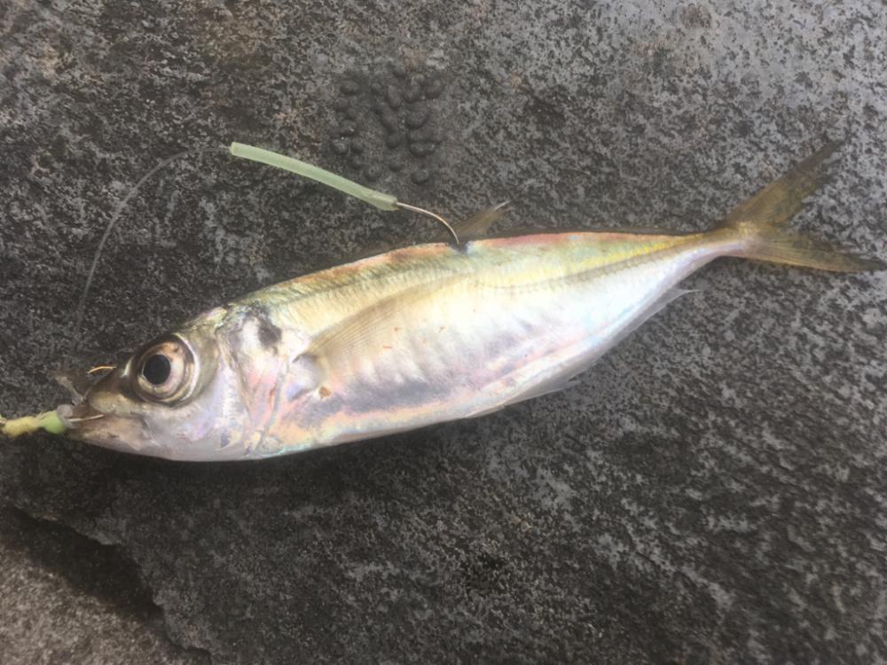 寒さに耐えてアジ