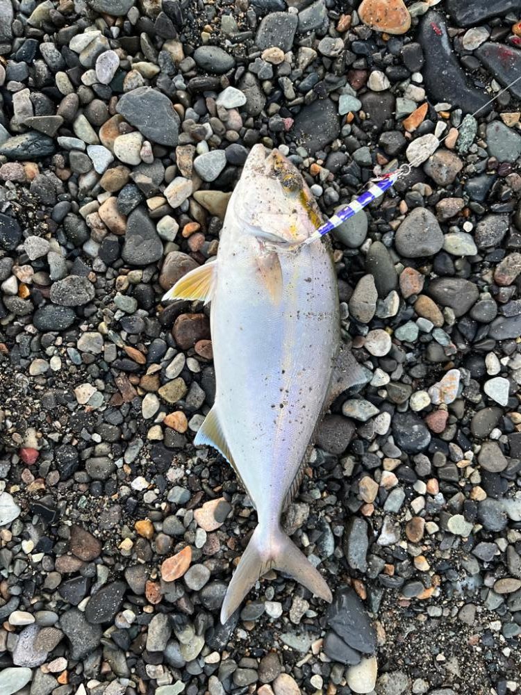 久しぶりのショアジギ