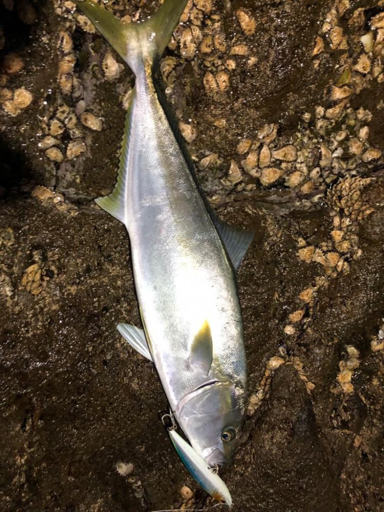 地磯でまさかの大物