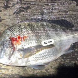 大型アコウ狙い