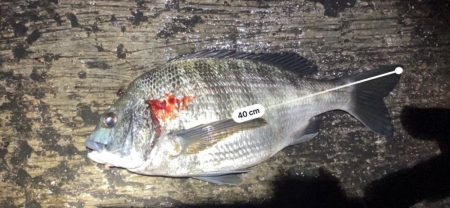 大型アコウ狙い