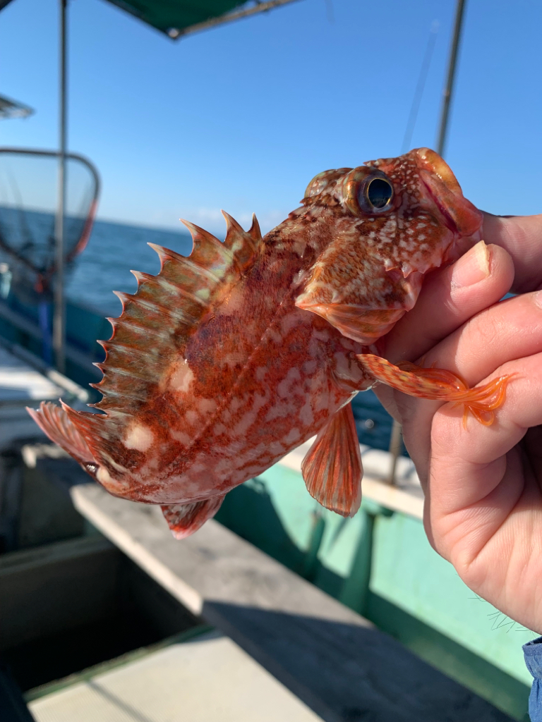 今年最後の船タチウオか？