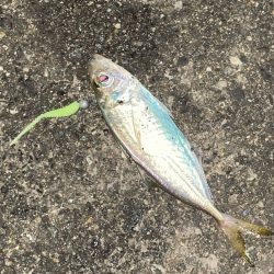 逃げの…ジグ単deアジング