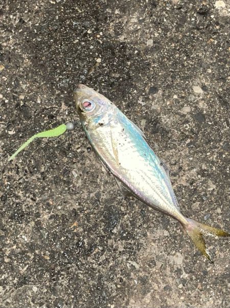 逃げの…ジグ単deアジング