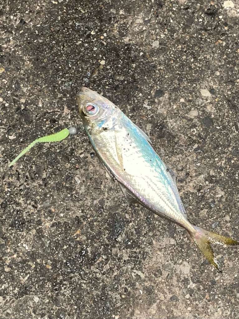 逃げの…ジグ単deアジング