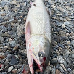 アキアジ調査！