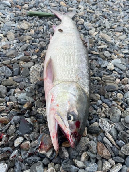 アキアジ調査！