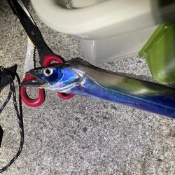 暴風でタチウオ爆釣