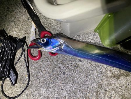 暴風でタチウオ爆釣