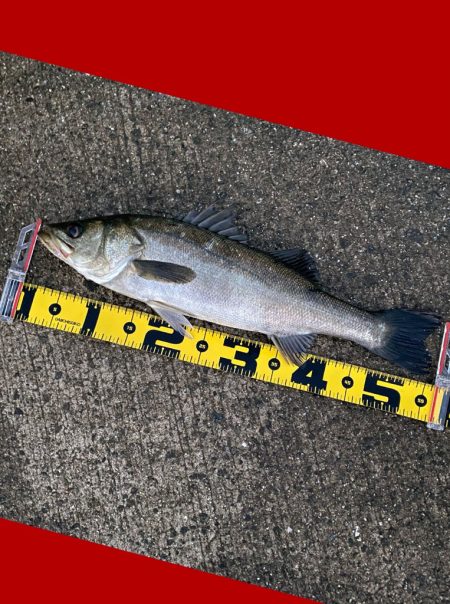 手際よく釣りチャンスが有れば