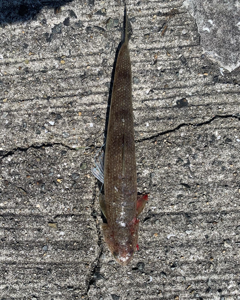 ショアジギング