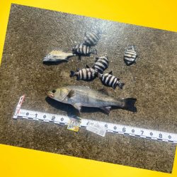 もう一度手ごたえを感じたい魚