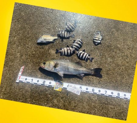 もう一度手ごたえを感じたい魚