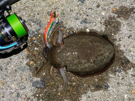 明石でエギング