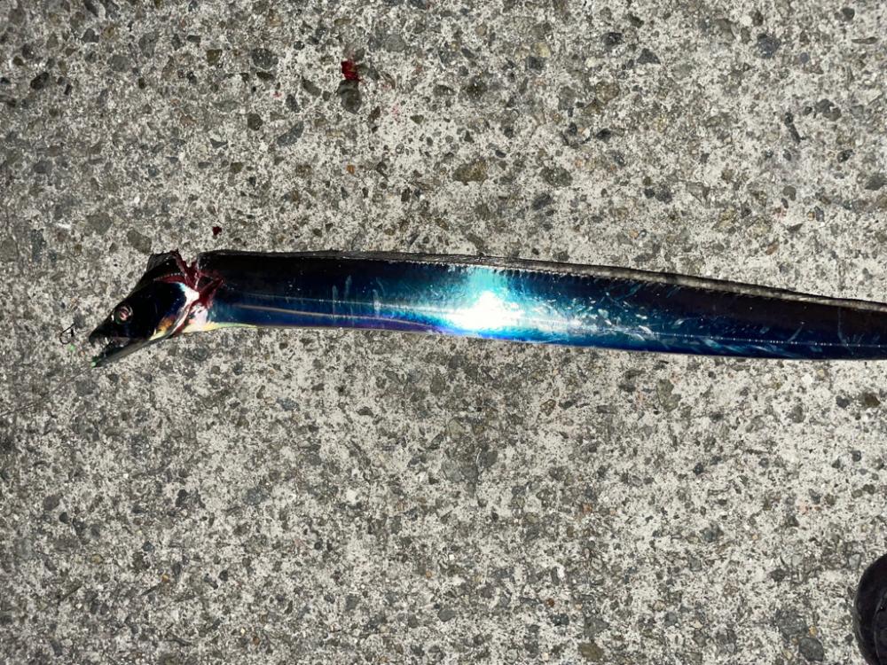 太刀魚釣りです。