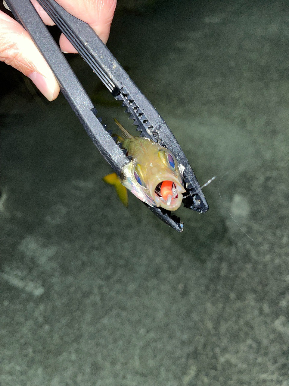 アジング？チニング？