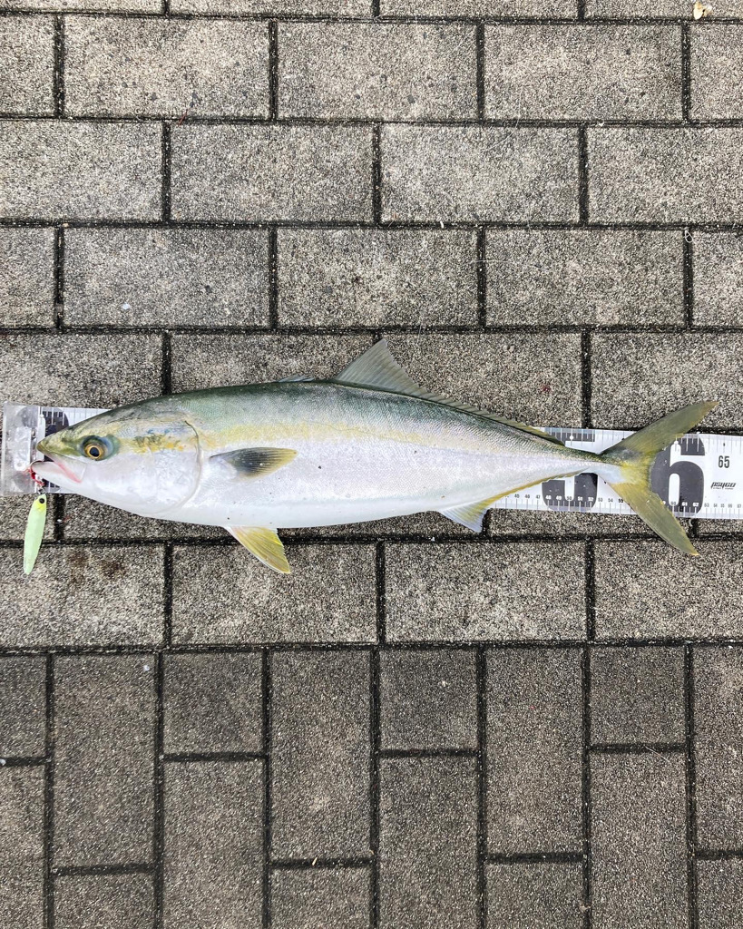 がら空き湾奥コスモ潮ユルユル。ギリメジロ２本。。