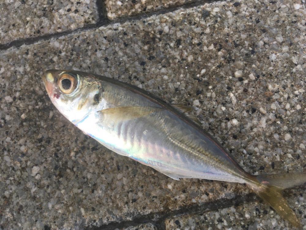 Bs優勝の前祝い