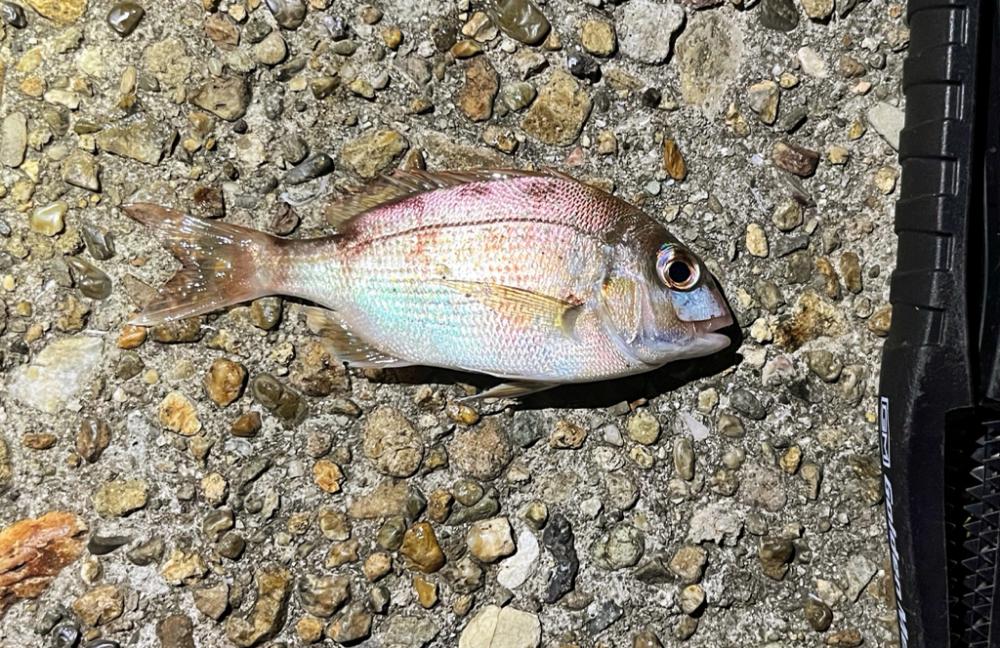 ナイト*ライトゲーム