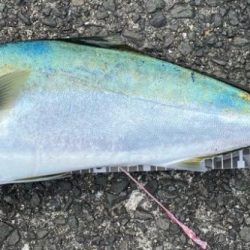 初ノマセで2枚抜き