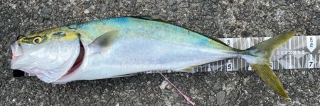 初ノマセで2枚抜き