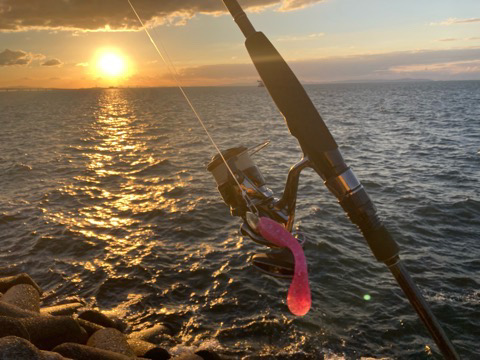 ハマチ後タチウオ