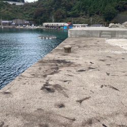 【エギング】秋イカベイトエギング