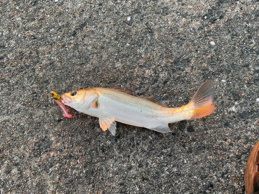 シーバスゲームからカマス釣り