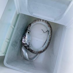 アオリイカを釣りに行きましたが・・・