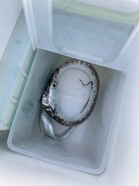 アオリイカを釣りに行きましたが・・・