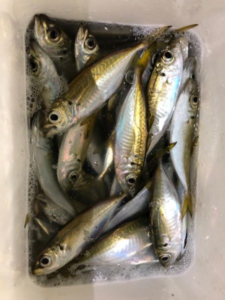 豆アジングに病みつき