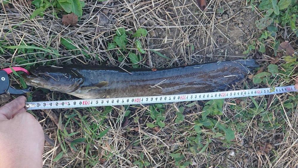 秋のナマジング