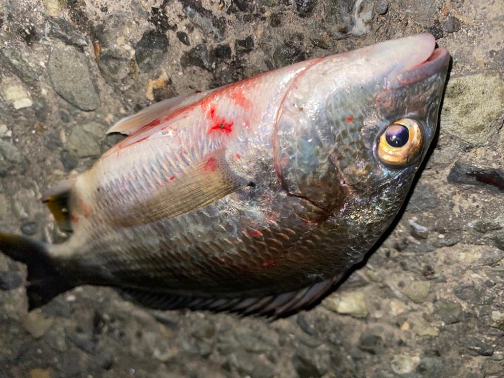 ヘチってきました