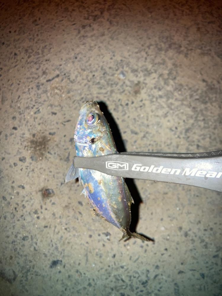 むずかしいアジング