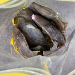 ⭐︎ハギリング