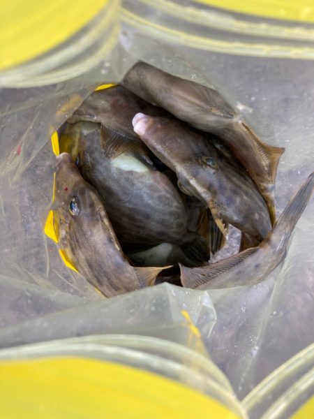 ⭐︎ハギリング