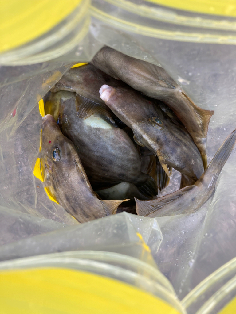 ⭐︎ハギリング