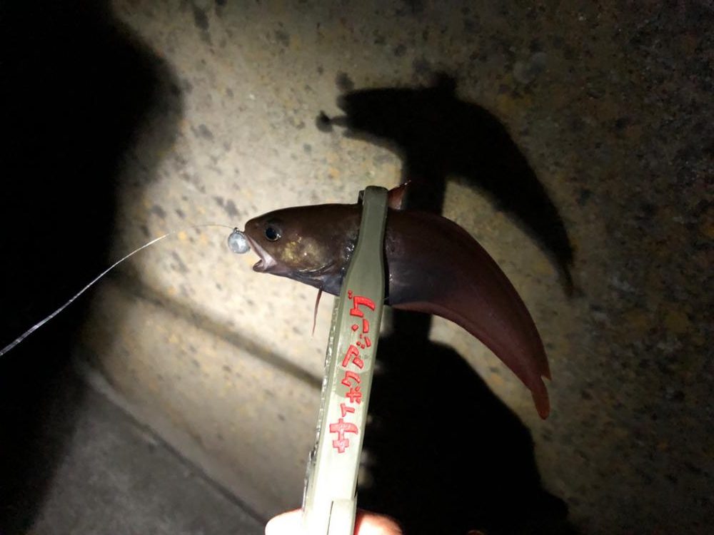 近所の漁港にて