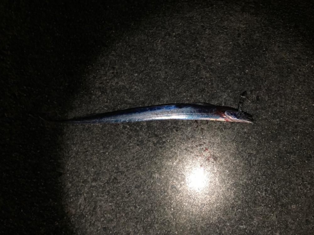 タチウオ釣り