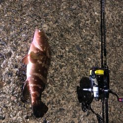 久々のキジハタ