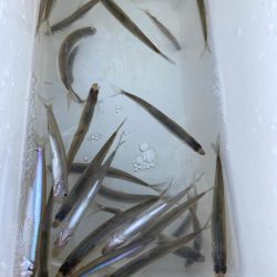 やっぱりワカサギ！