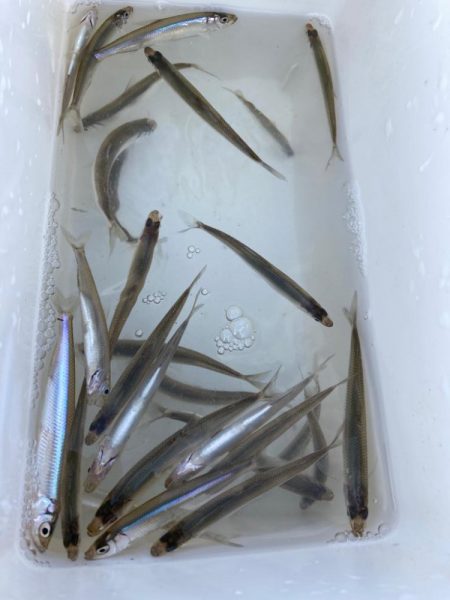 やっぱりワカサギ！