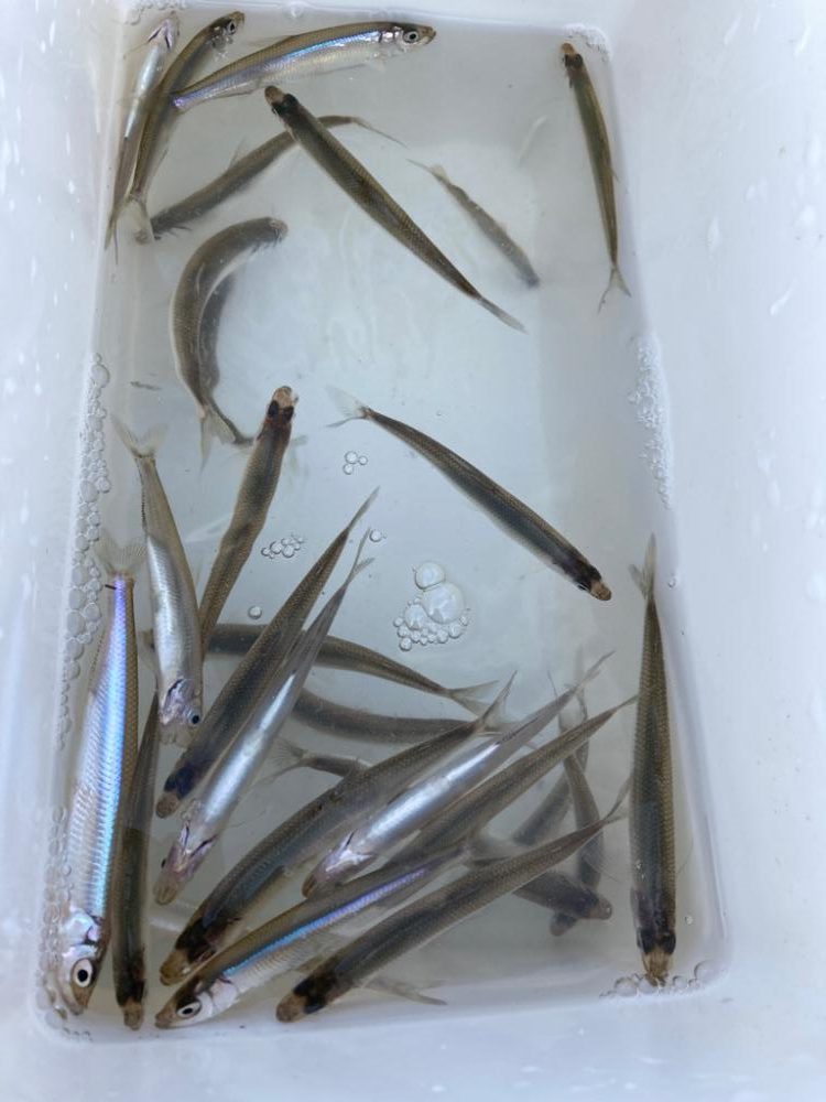 やっぱりワカサギ！