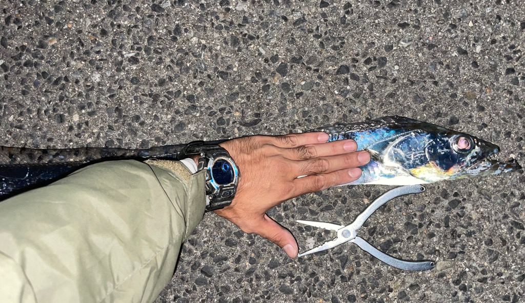 尻尾どこいった