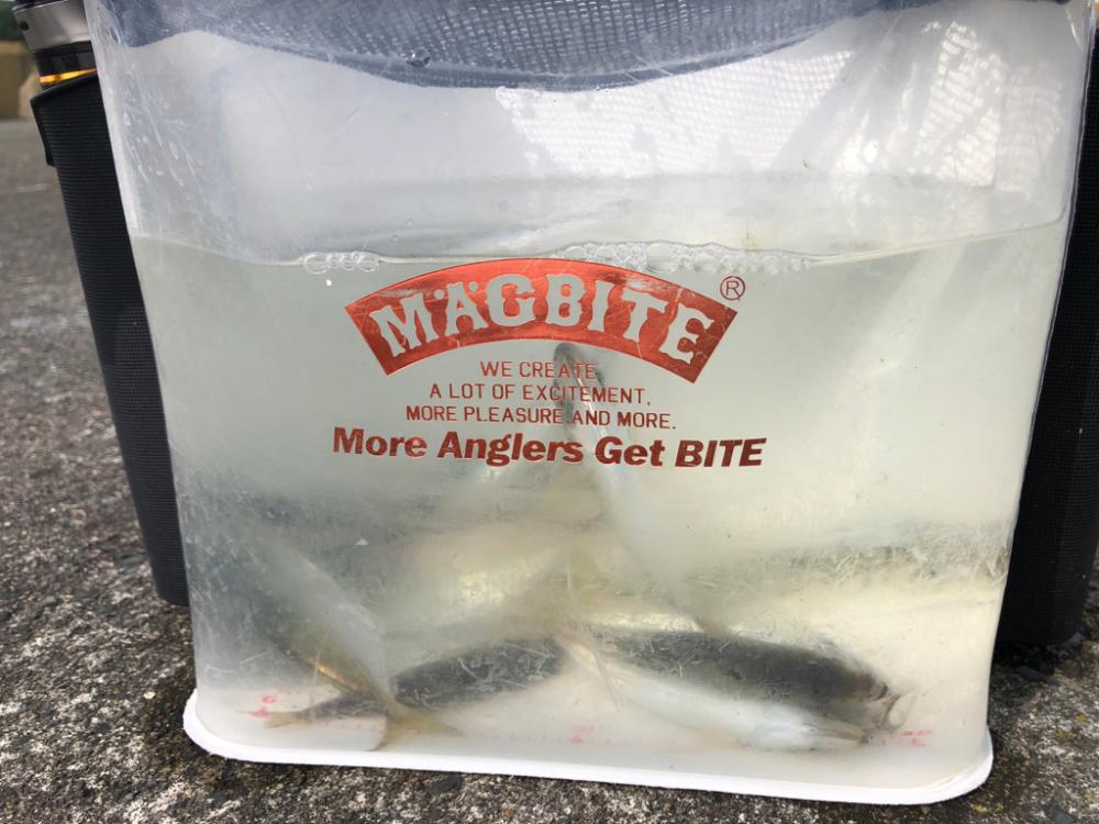 デイアジングおもしろ！