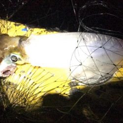 アオリは楽しいね!