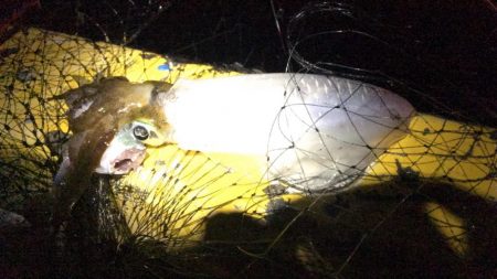 アオリは楽しいね!